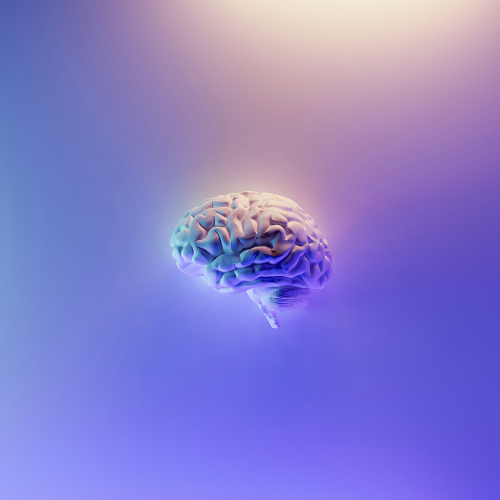Brain neuroscience