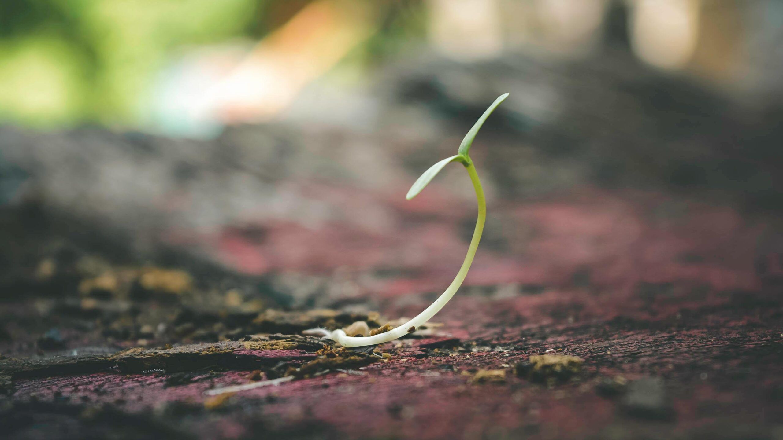 newborn plant